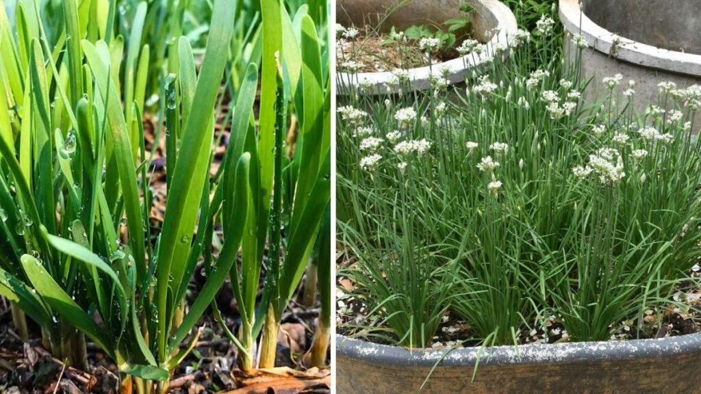 Effective Techniques for Cultivating Garlic Chives Style Leaves in Your Garden