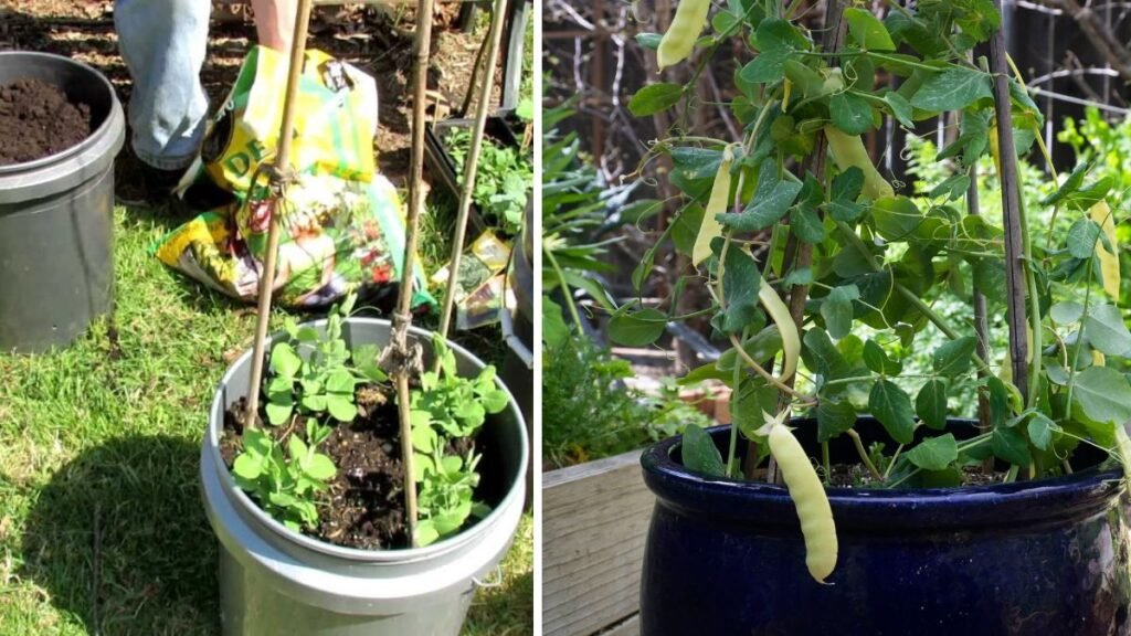 Simple Guide to Successfully Growing Peas in Containers with Ease