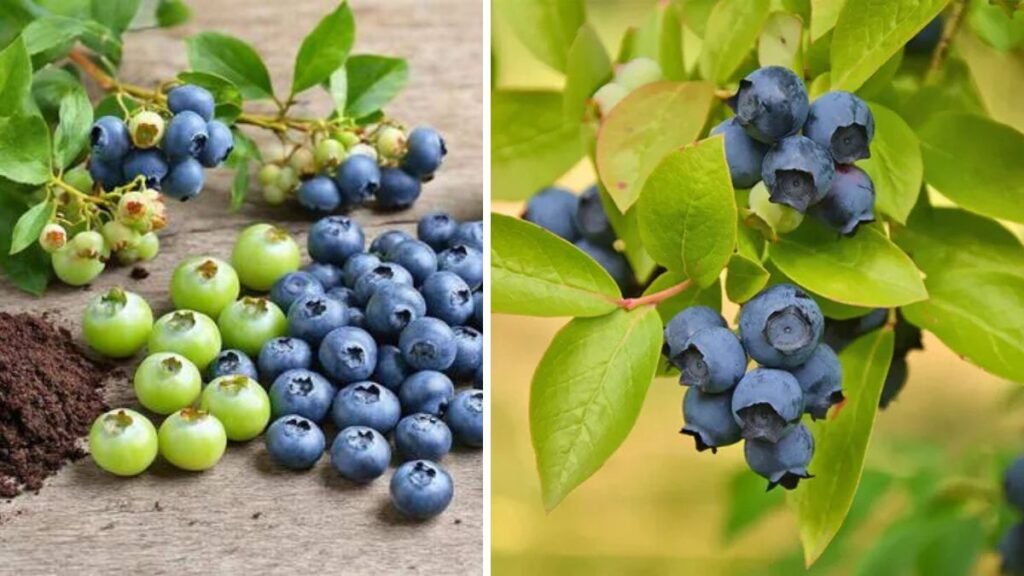 The Ultimate Guide to Growing Compact Blueberry Bushes for Small Spaces