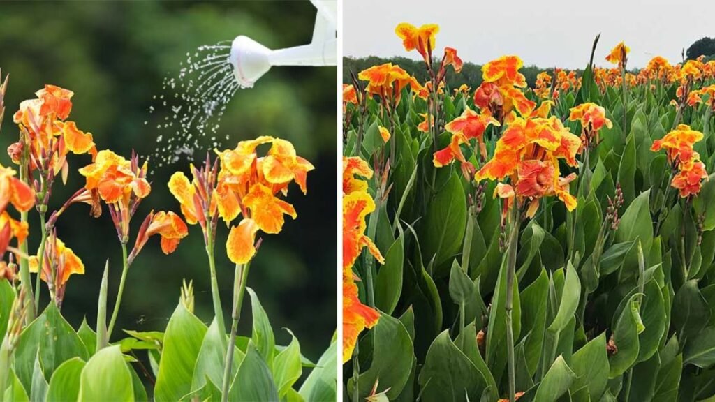 Discovering the Simple Methods for Growing Vibrant Red Canna Along Fences in Your Garden