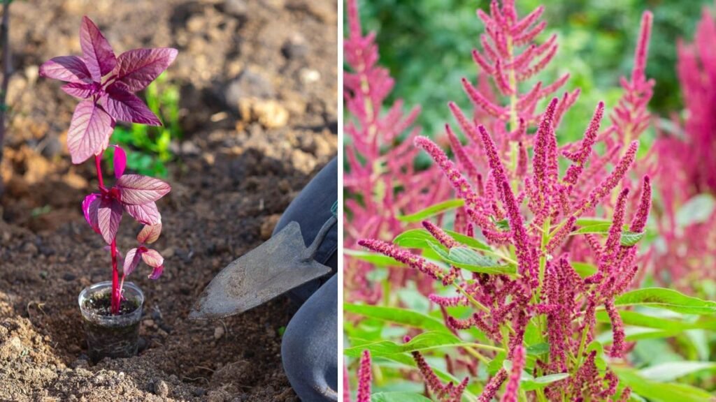 Best Strategies for Rapidly Growing Amaranthus for a Thriving Garden Experience