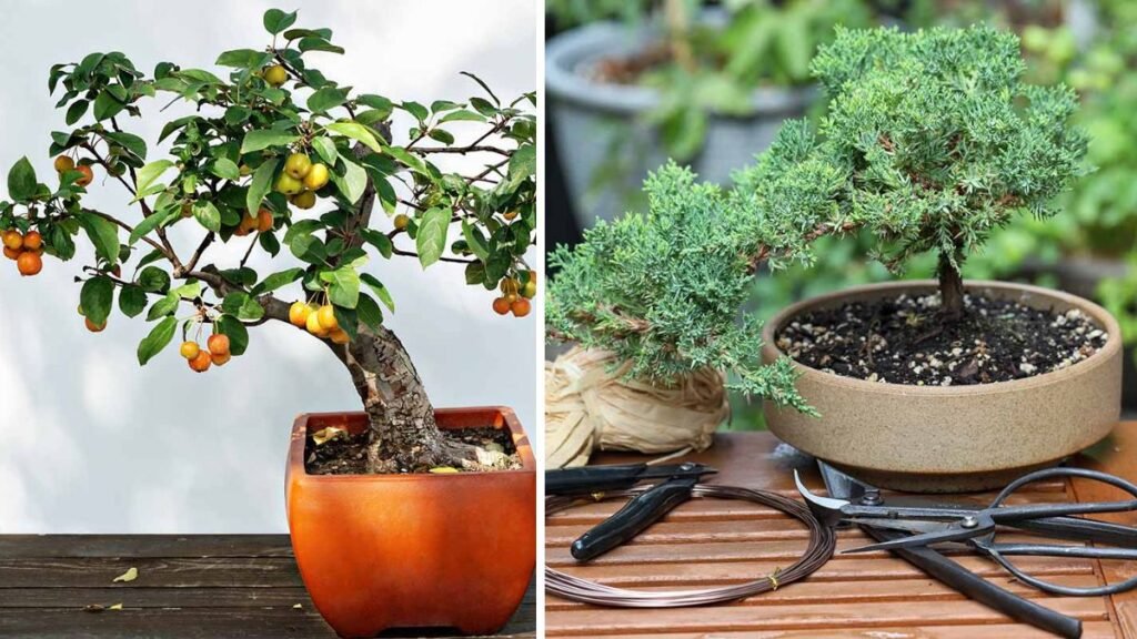 Mastering the Art of Nectarine Bonsai Creation and Care Techniques