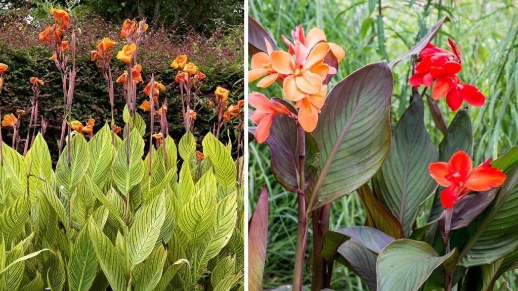 Growing Canna Lilies in Mass Planting for a Bold Colorful Garden Experience