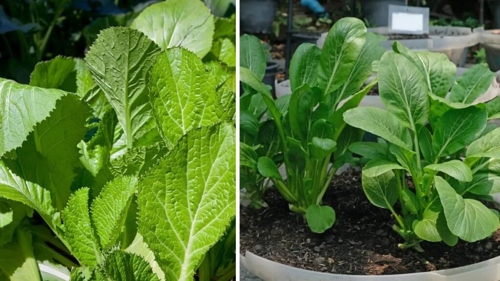 Simple Method to Grow Mustard Greens Fast at Home for Abundant Harvest