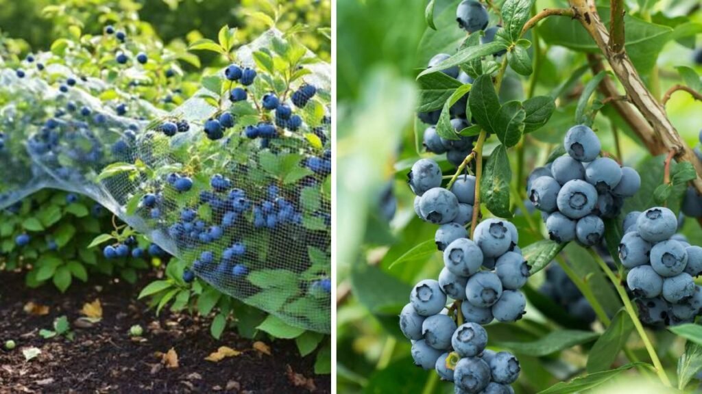 Best Strategies for Protecting Blueberry Plants During Winter Months