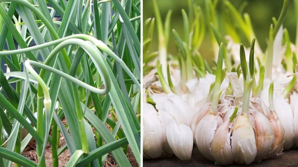A Comprehensive Guide to Successfully Growing Garlic Tops in a Tray at Home