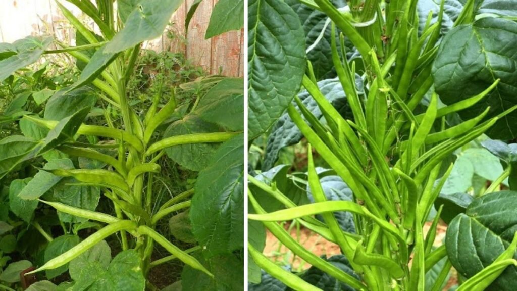 Simple Method for Successfully Growing Cluster Beans in Pot at Home