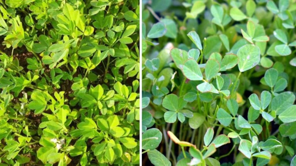 Discovering the Secrets to Grow Lush Green Fenugreek Leaves at Home