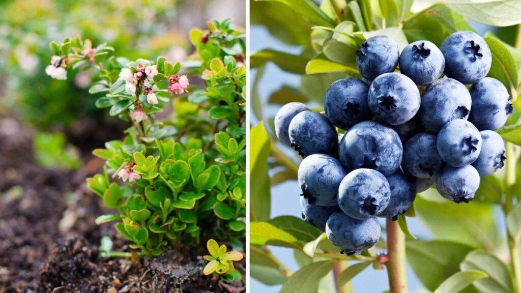 Simple Guide to Growing Blueberries in Raised Beds for Beginners