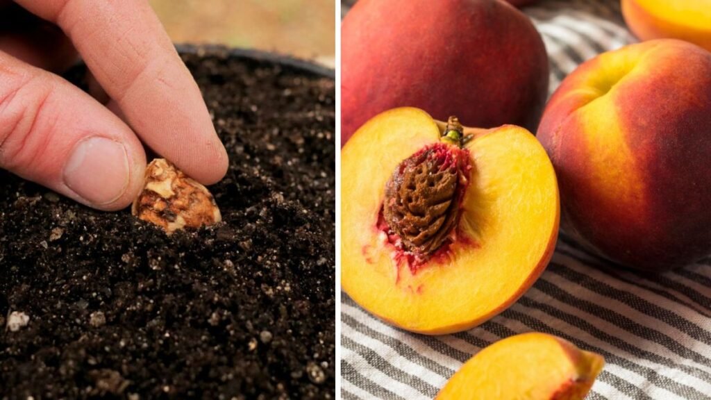 Essential Steps for Successful Peach Seed Germination at Home