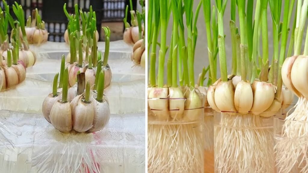 How to Grow Soft Garlic Greens at Home Using Simple Techniques