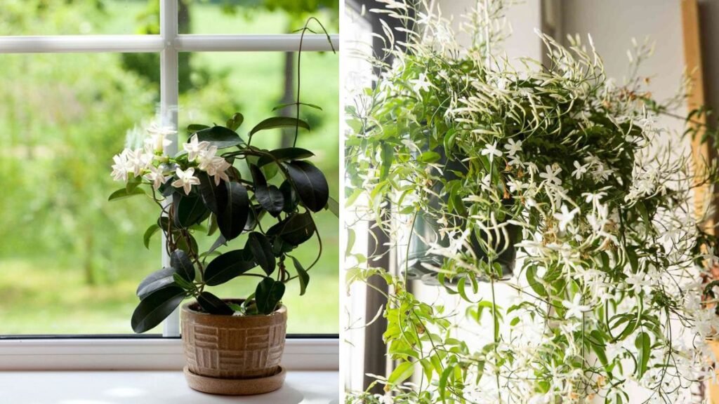The Ultimate Guide to Successfully Growing Fragrant Jasmine Indoors for a Blissful Aroma Experience