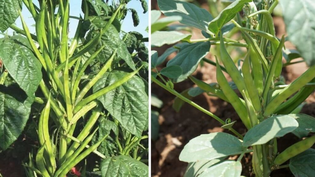 Easy Techniques to Successfully Grow Cluster Beans in Small Pots at Home