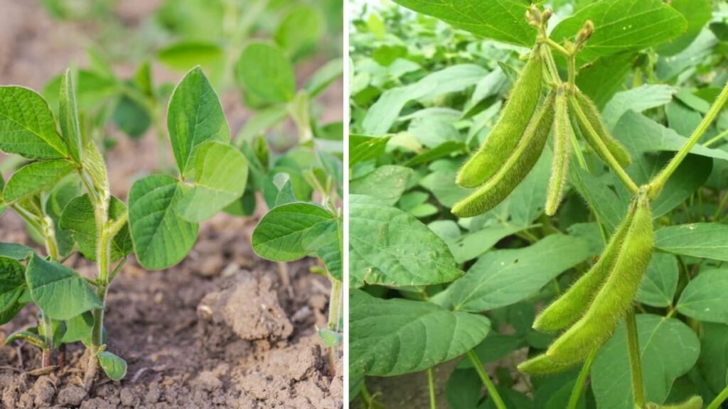 Easy Trick to Grow Soybean Plant for Beginners in Your Backyard