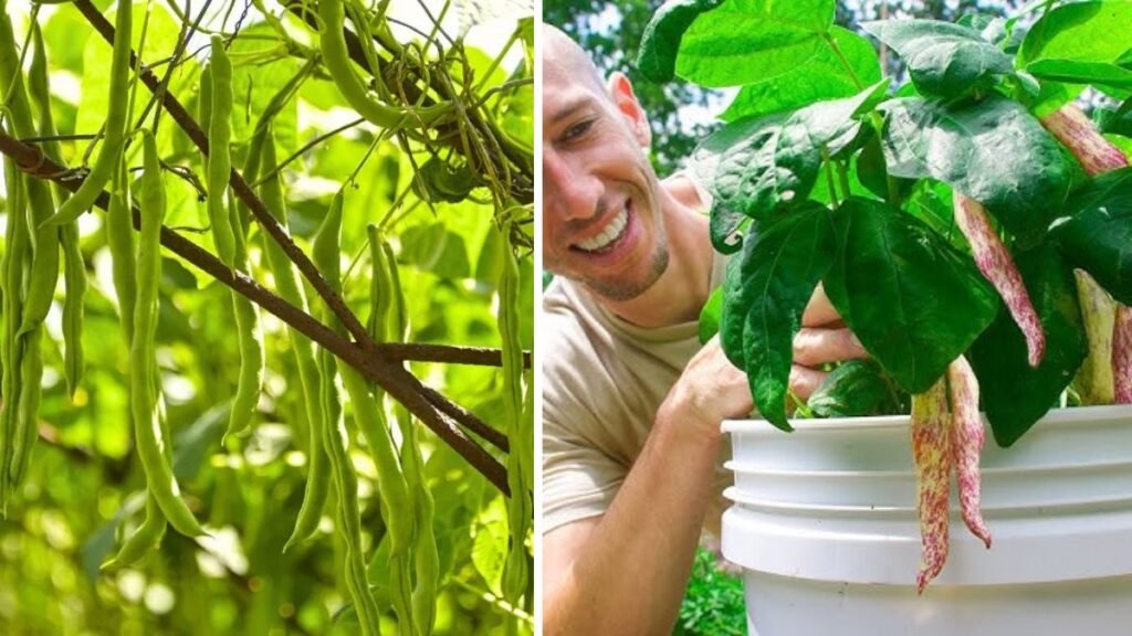 Easy Techniques to Successfully Grow Cluster Beans in Small Pots at Home