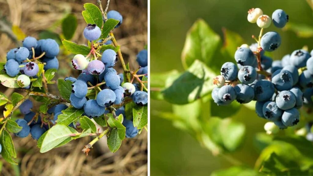 How to Successfully Grow Acid Loving Blueberries at Home for Fresh Delicious Berries Year Round