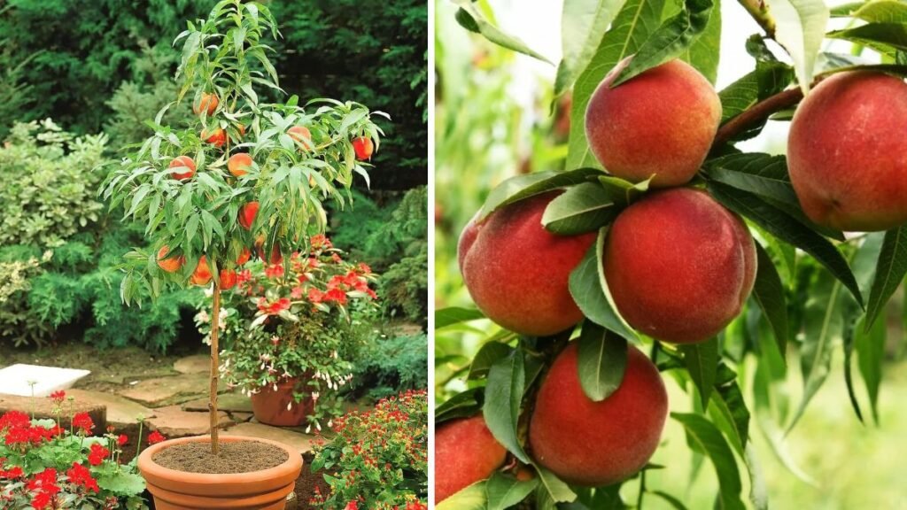 Comprehensive Guide to Growing and Nurturing Dwarf Peach Trees in Your Backyard