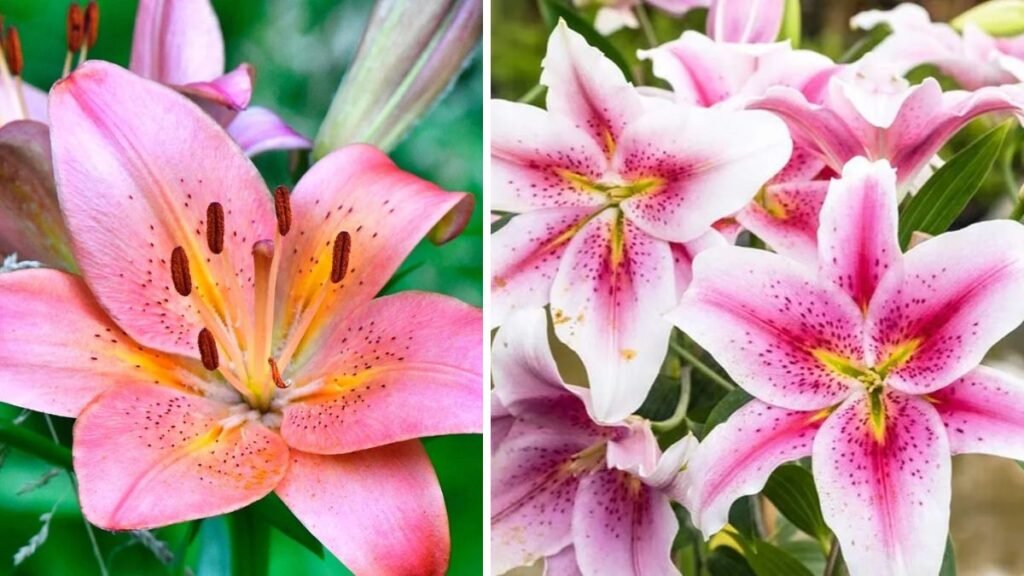 Simple Strategies for Growing Lilies Without Leaf Burn for Gardeners of All Levels
