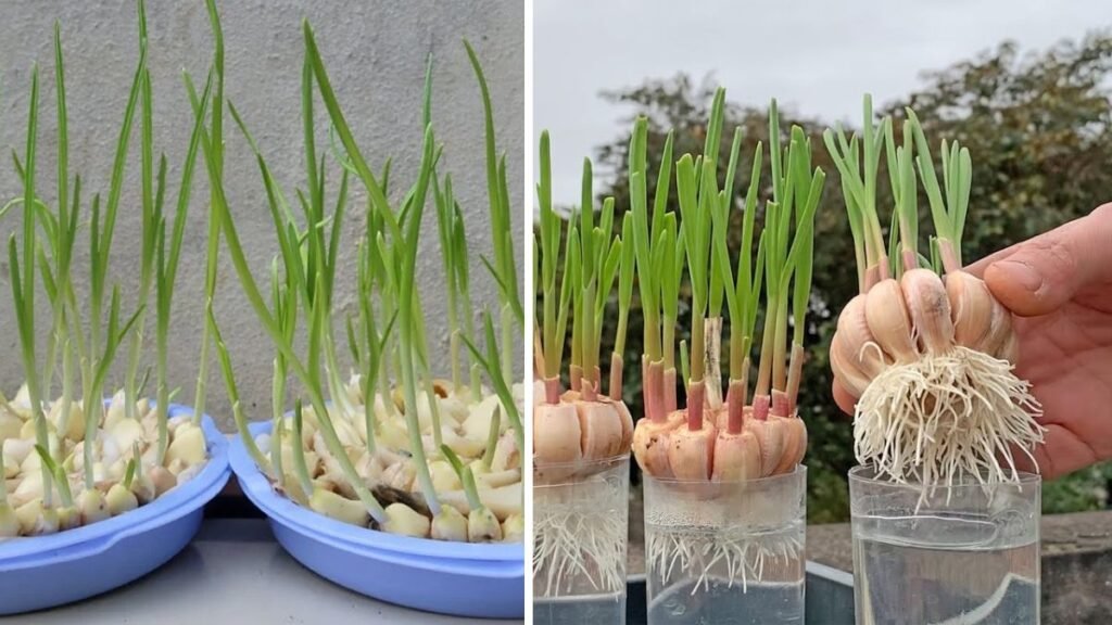 Easy Hack To Grow Garlic Leaves In Water For Fresh Flavors Year Round