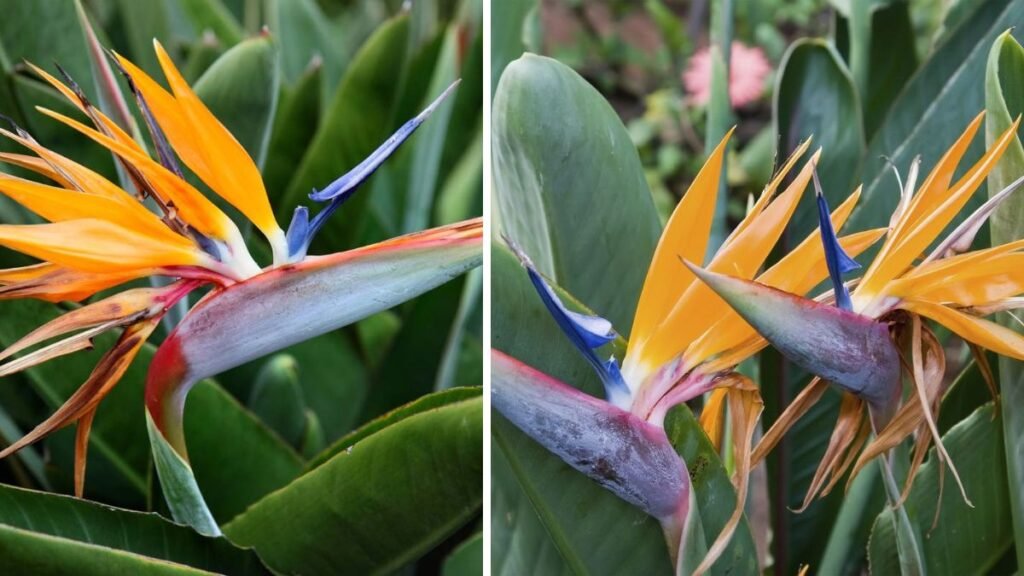 How to Cultivate Giant Bird of Paradise as the Stunning Focal Point of Your Garden Design