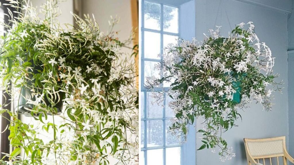 Simple Guide to Successfully Grow Jasmine From Cuttings Indoors Using Easy Techniques