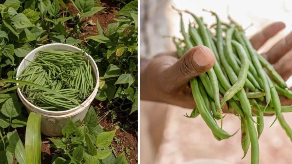 Best Method to Grow Cluster Beans in Pot at Home for Maximum Yield