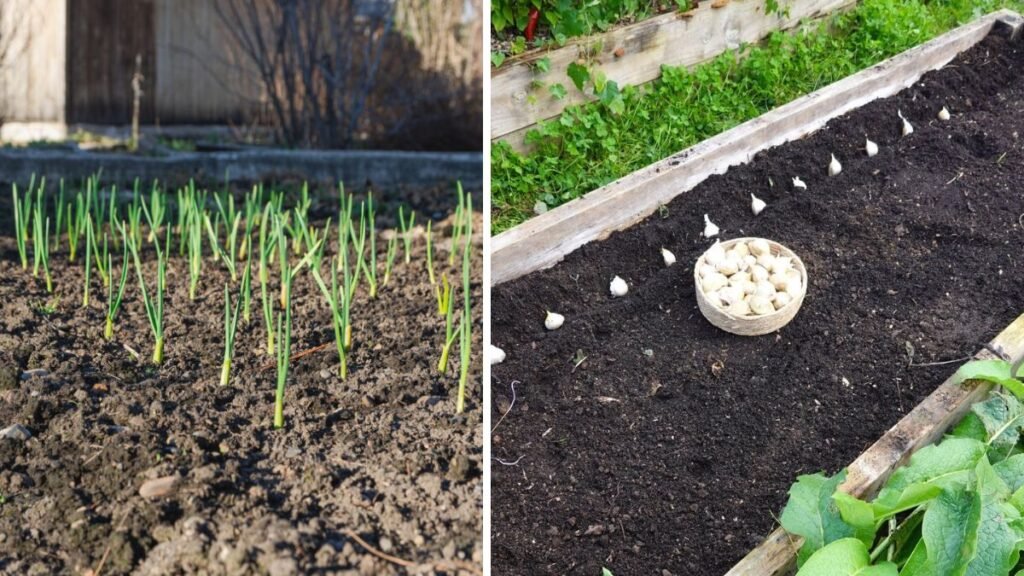 How to Grow Garlic Greens Quickly for an Abundant Harvest in Your Garden