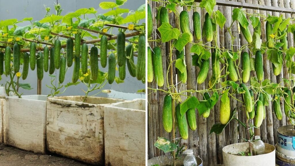 Surprising Harvest: Cucumbers Grown in Simple Tubs