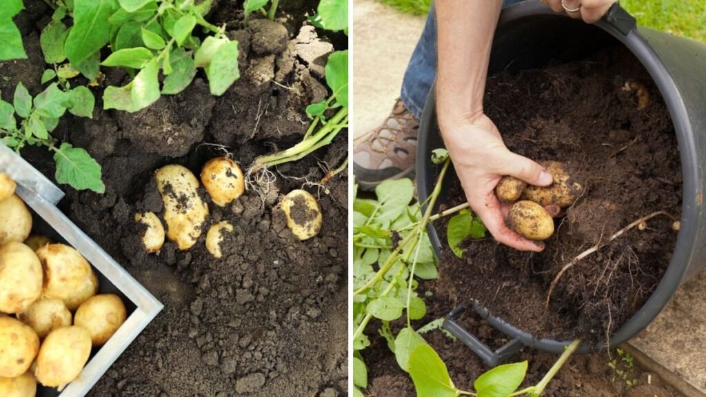 How to Harvest Tons of Potatoes from Small Containers