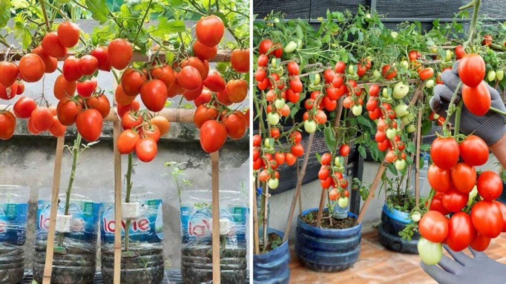 Grow Tomatoes in Bags — Heavy Yield & Quick Harvest