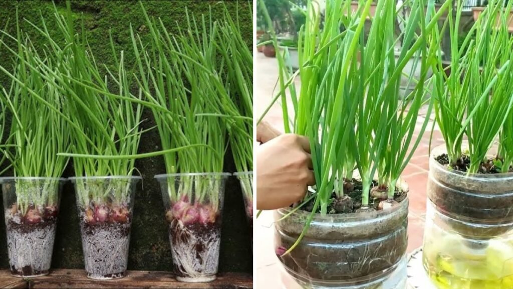 How to Grow Onions in Containers — Big Harvest Secrets