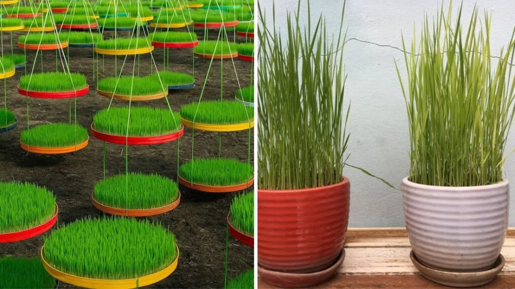 Old Plastic Bucket Lid? Grow Rice Seedlings Easily with This Clever Trick!