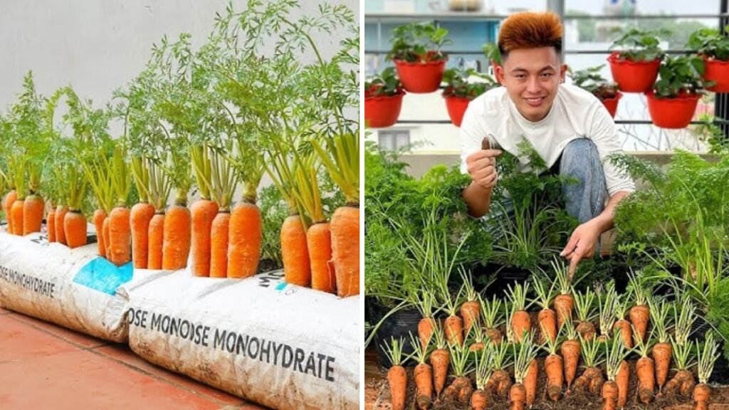 Plant Carrots This Way for a Bountiful Harvest – Plus the Secret Natural Fertilizer!