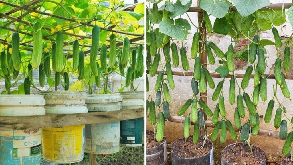 Unbelievably Abundant Harvest! The New Home Method to Grow Cucumbers Like Never Before