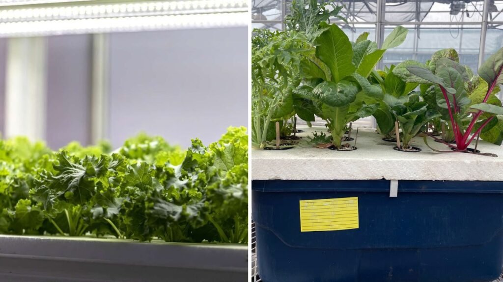 Beginner-Friendly Hydroponics: The Simple Home Garden Method That Produces Fresh, Clean Vegetables Every Day!