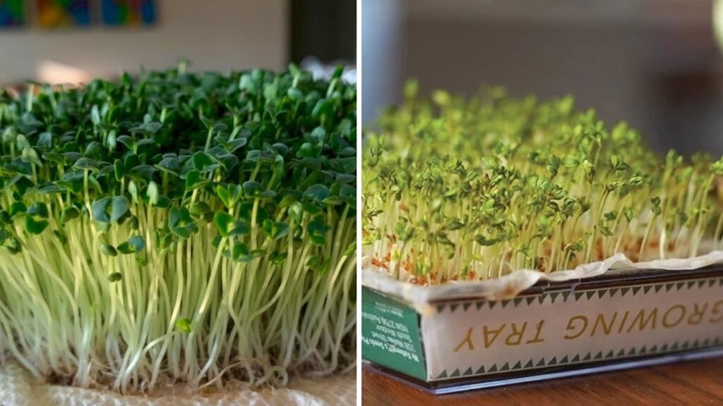 Grow Healthy, High-Yield Sprouts Without a Garden or Soil – Easy Home Method for Beginners!