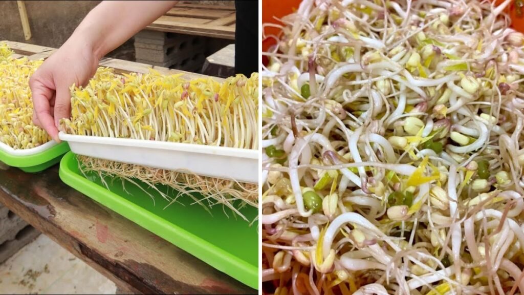 No Watering Needed! The Secret to Growing Bean Sprouts at Home Quickly and Effortlessly
