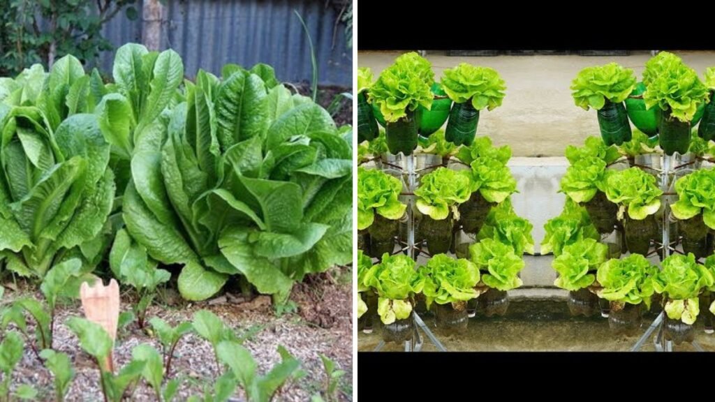 No Money? No Time? Try These 5 Fastest Ways to Grow Vegetables at Home — Super Easy for Beginners!
