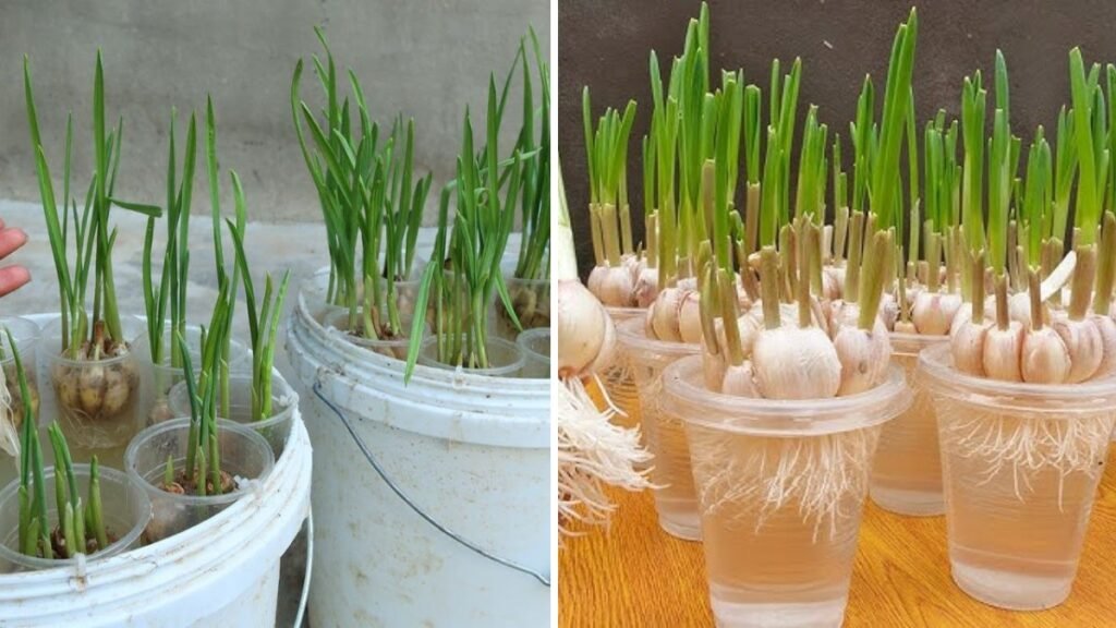 Grow Garlic Quickly and Easily at Home by Planting the Base – Step-by-Step Guide