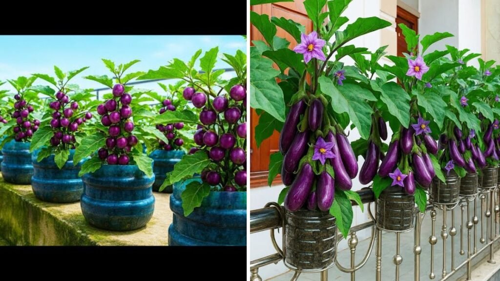 Year-Round Eggplants from Your Balcony: A Beautiful and Easy Growing Method